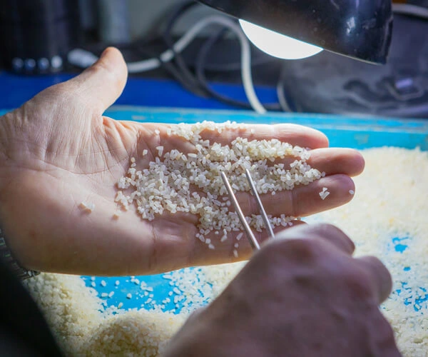 análise de arroz antes do embarque